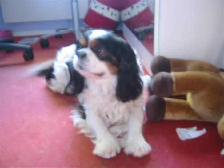 Cavalier king charles spaniel Bamse billede 4
