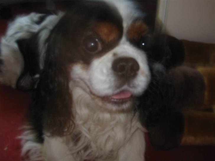 Cavalier king charles spaniel Bamse billede 6