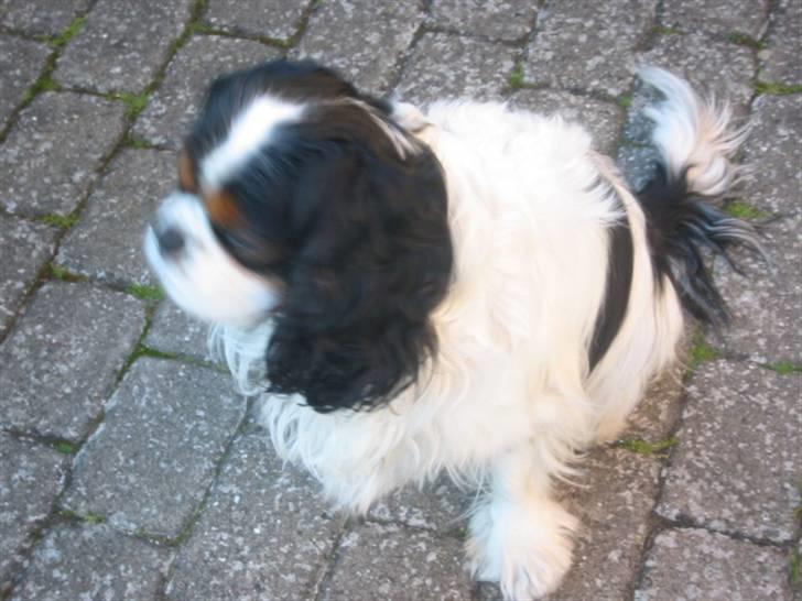 Cavalier king charles spaniel Bamse billede 7