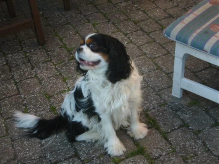 Cavalier king charles spaniel Bamse billede 8