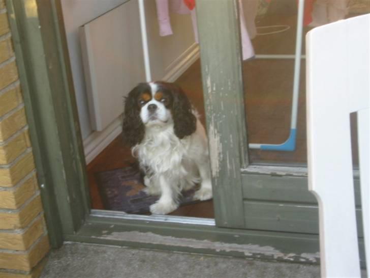 Cavalier king charles spaniel Bamse billede 9