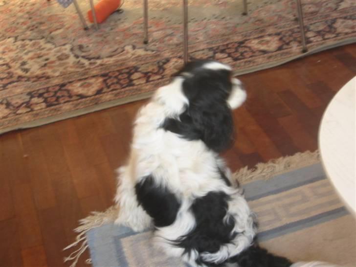 Cavalier king charles spaniel Bamse billede 11