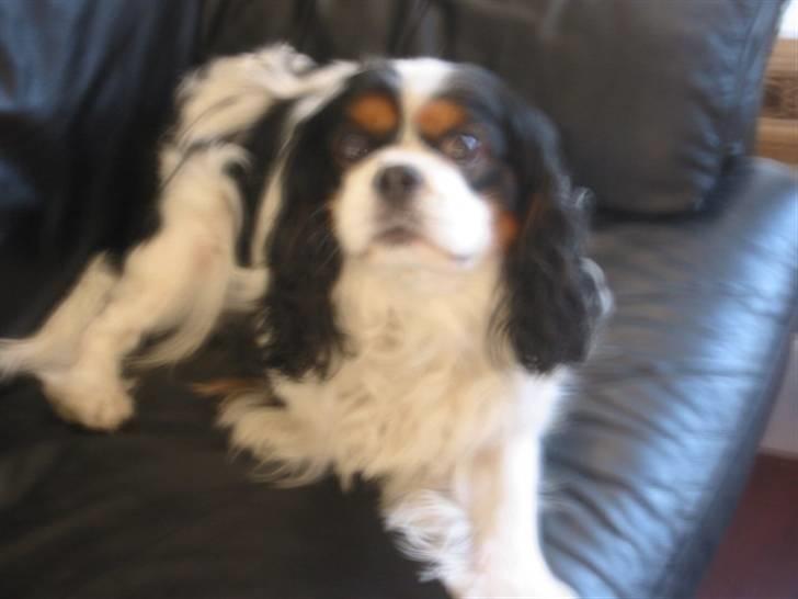 Cavalier king charles spaniel Bamse billede 12