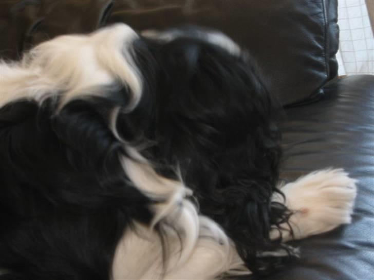 Cavalier king charles spaniel Bamse billede 13