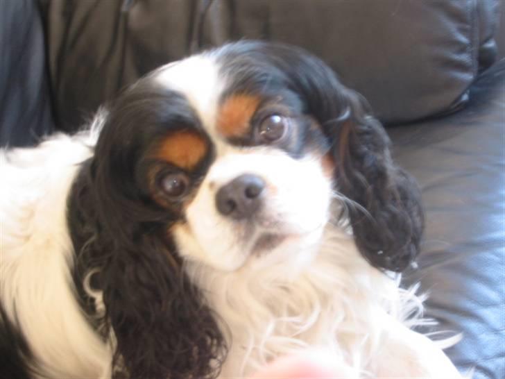 Cavalier king charles spaniel Bamse billede 15