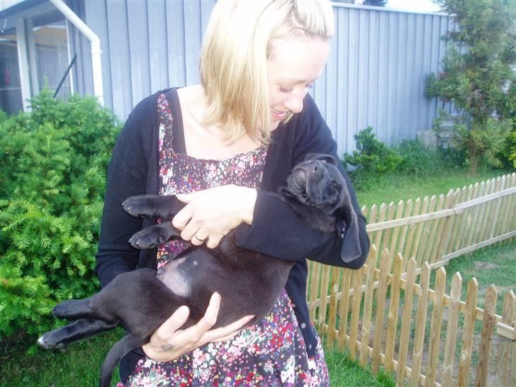 Blanding af racer Ecko broweiler R.I.P - Ekko ligger trygt hos sin kommende "mor" billede 2