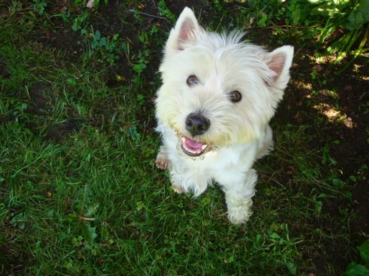 West highland white terrier Sascha - Så dejlig! billede 7