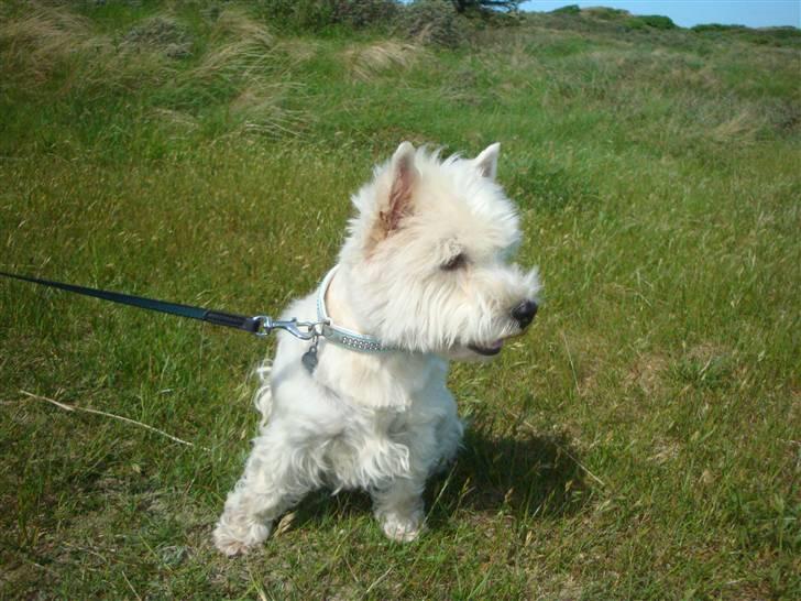 West highland white terrier Sascha billede 8