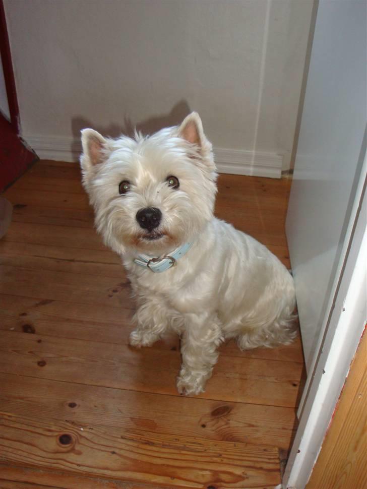 West highland white terrier Sascha - "Så nu sidder jeg her ved køleskabet og ser sød ud, får jeg så ikke en pølse??? Please!!" billede 9