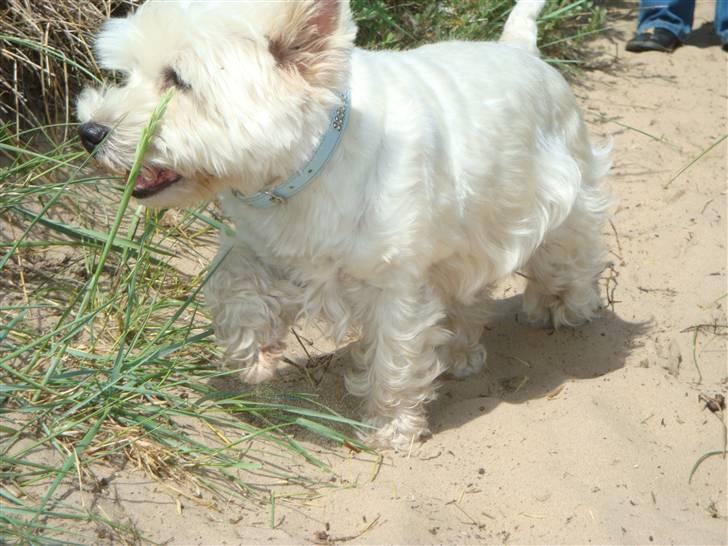 West highland white terrier Sascha - På tur billede 10