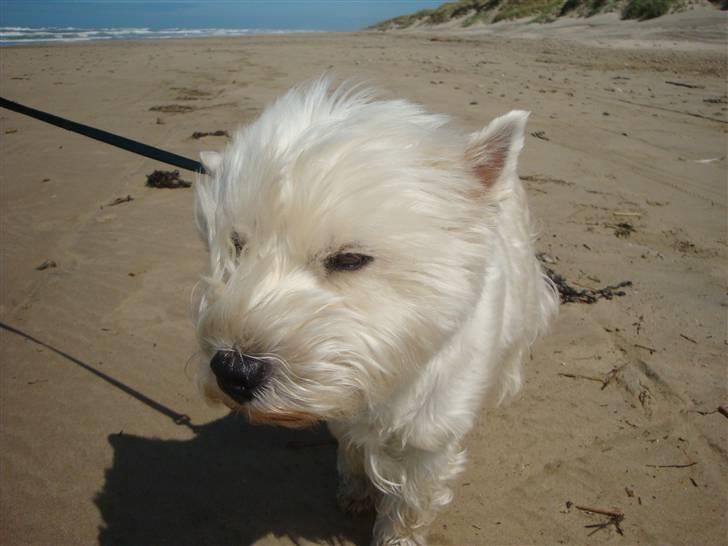West highland white terrier Sascha - Charme, selvtillid og lækkert hår :D Hehe billede 11