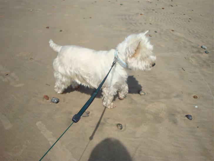West highland white terrier Sascha - På strandtur ved tårnby billede 12