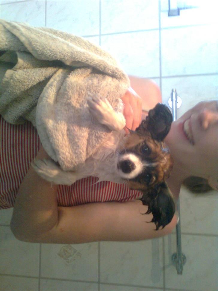 Papillon <3 FELIX <3 billede 13