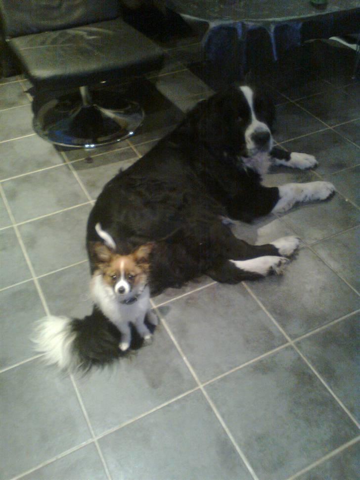 Papillon <3 FELIX <3 billede 14