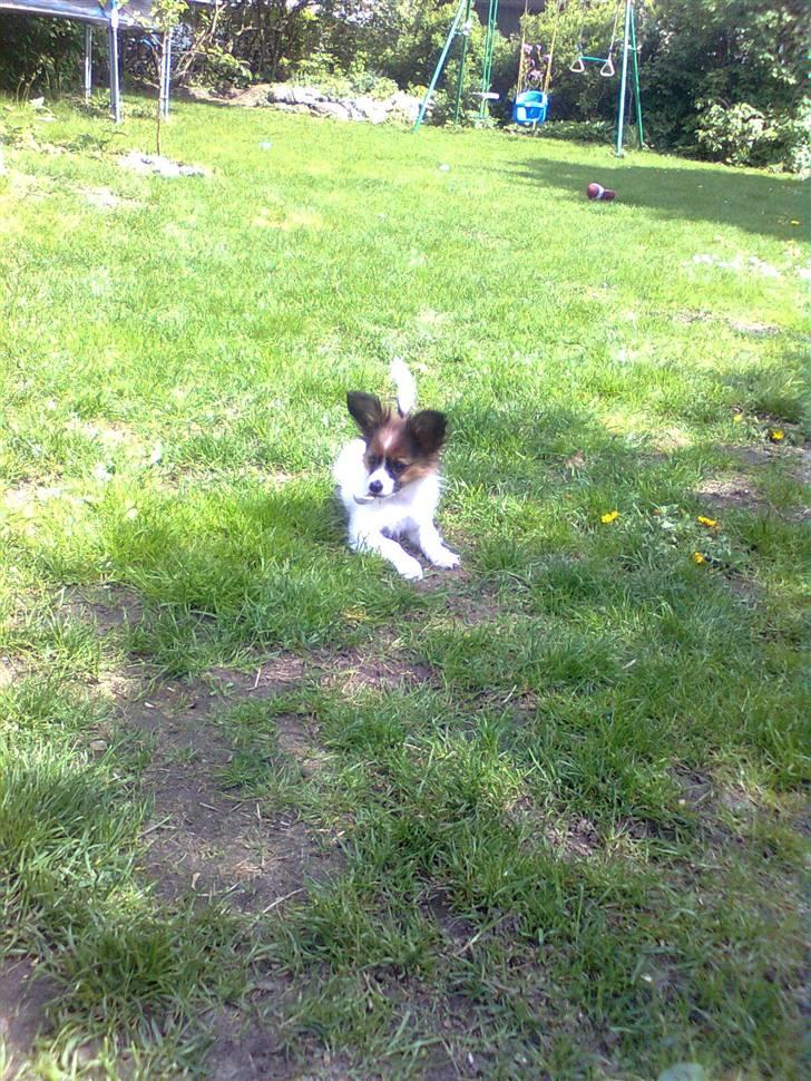 Papillon <3 FELIX <3 billede 15