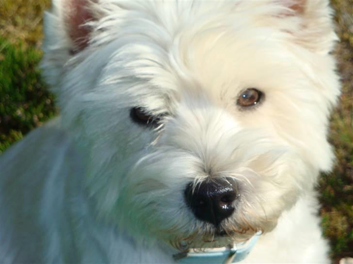 West highland white terrier Sascha - Smukke <3 Læg gerne en kommentar og en bedømmelse inden du smutter! billede 13