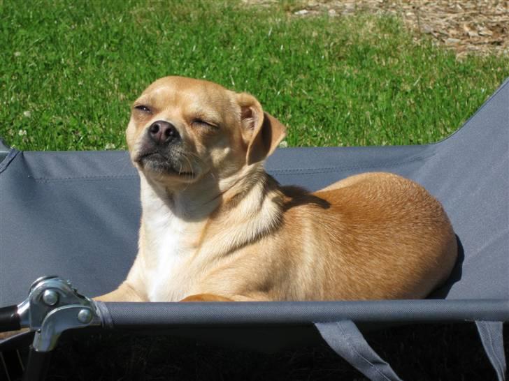 Blanding af racer Peanut   RIP. billede 19