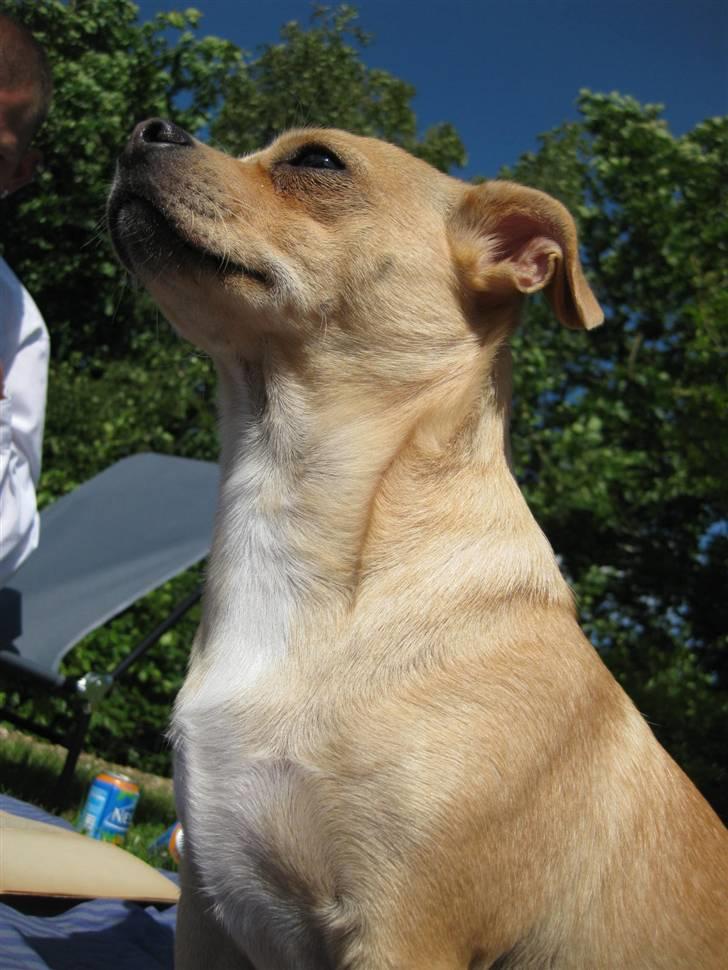 Blanding af racer Peanut   RIP. billede 20