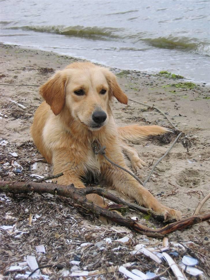 Golden retriever Sif billede 16