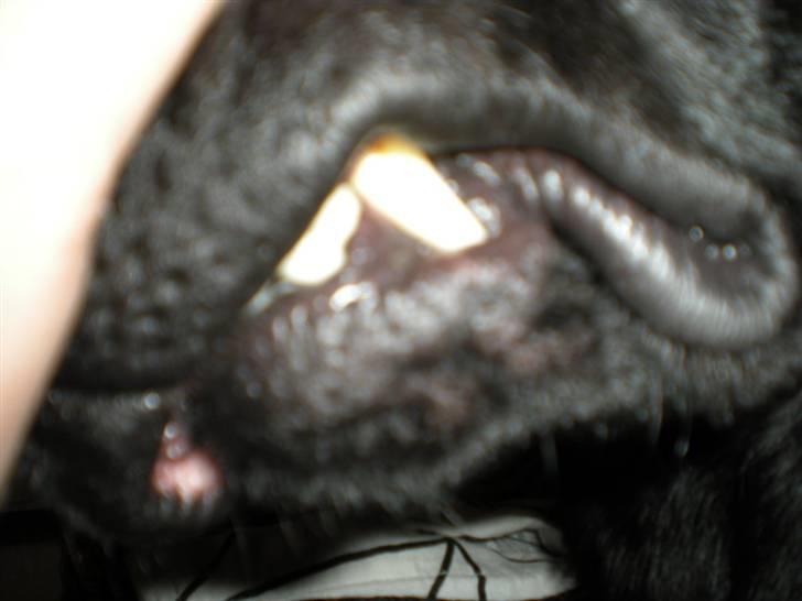 Labrador retriever Luka (ILOVEYOU)<3 billede 16