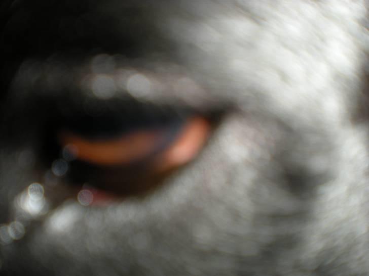 Labrador retriever Luka (ILOVEYOU)<3 billede 17