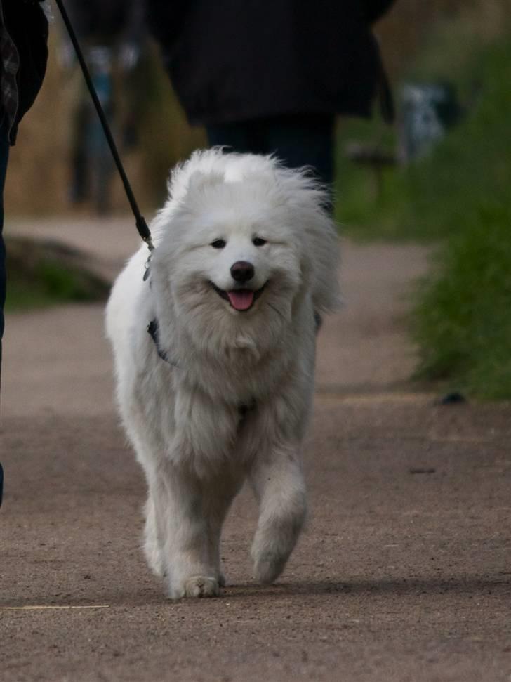 Samojedhund Motor billede 12