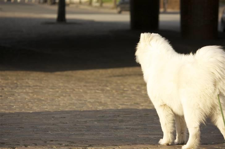 Samojedhund Motor billede 13