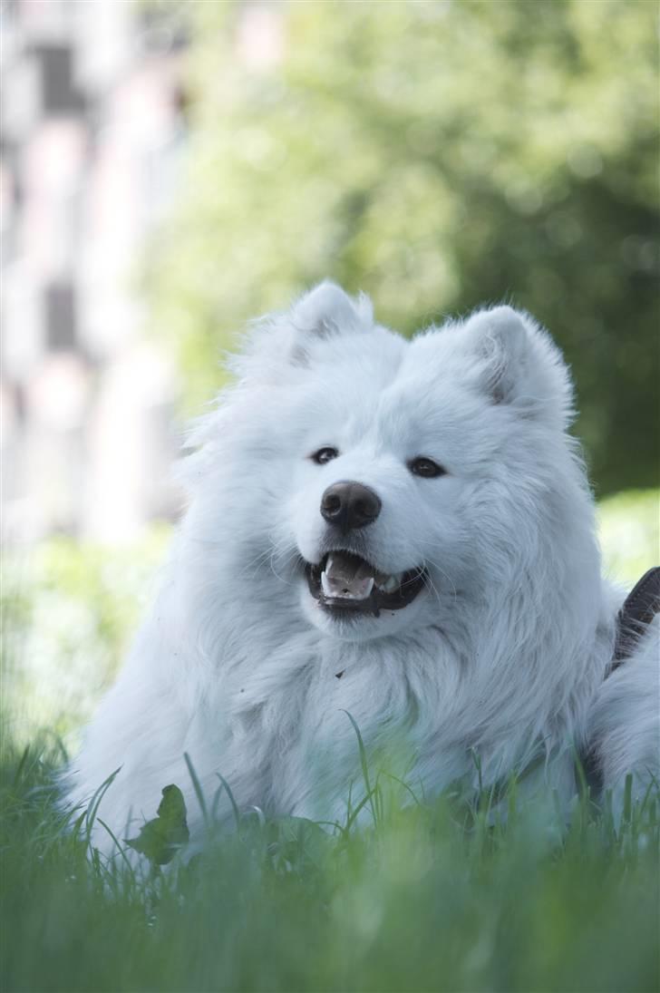 Samojedhund Motor billede 14