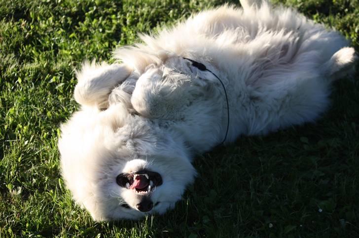 Samojedhund Motor billede 15