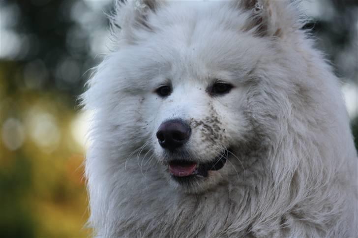 Samojedhund Motor billede 16