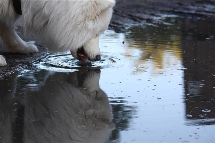 Samojedhund Motor billede 17
