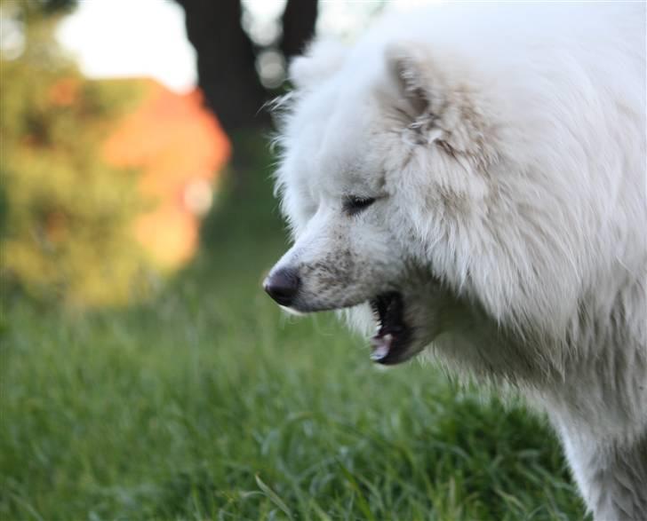 Samojedhund Motor billede 18