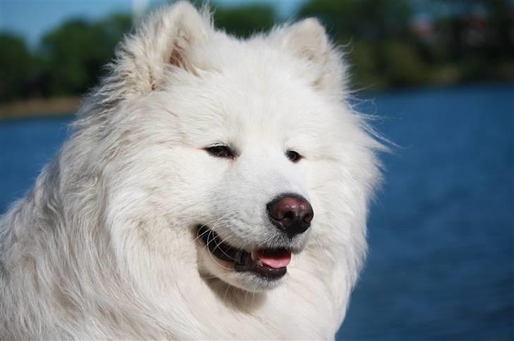 Samojedhund Motor billede 19