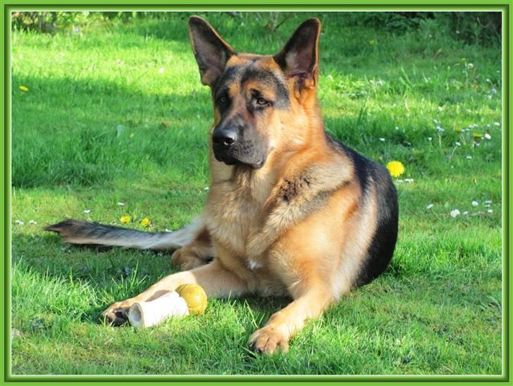 Schæferhund - "Bjarli oliver" - King billede 20