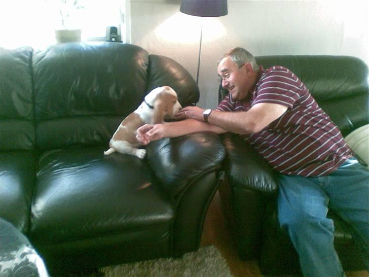 Basset hound osker billede 1