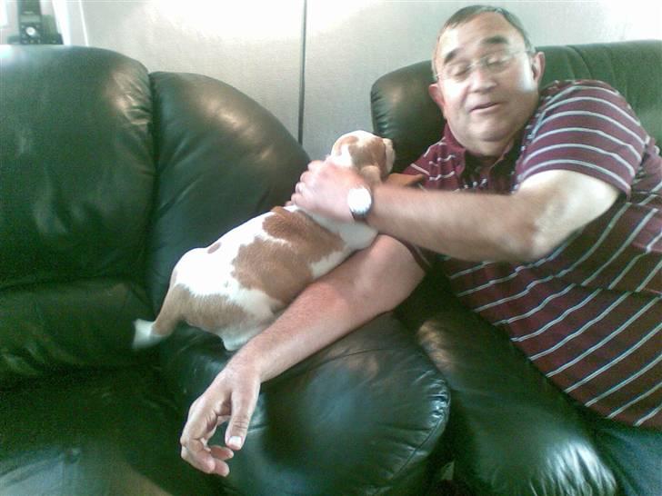 Basset hound osker billede 2