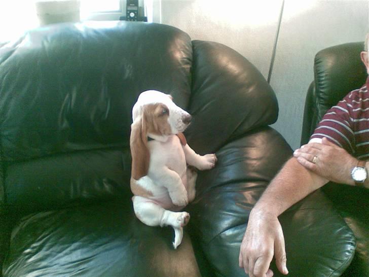 Basset hound osker billede 3