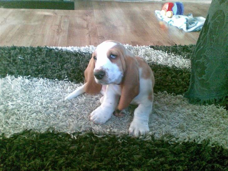 Basset hound osker billede 4