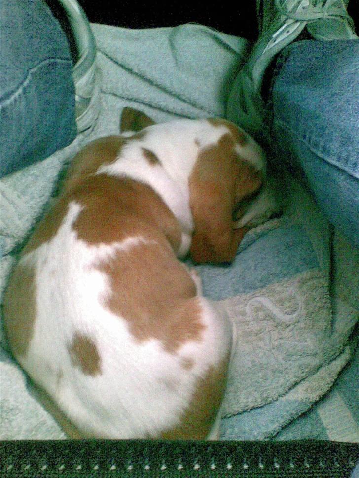 Basset hound osker billede 5