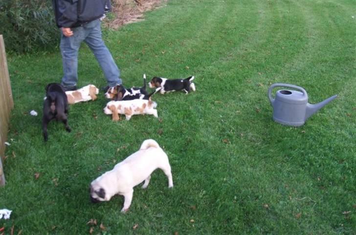 Basset hound osker billede 6