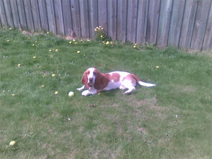 Basset hound osker billede 7