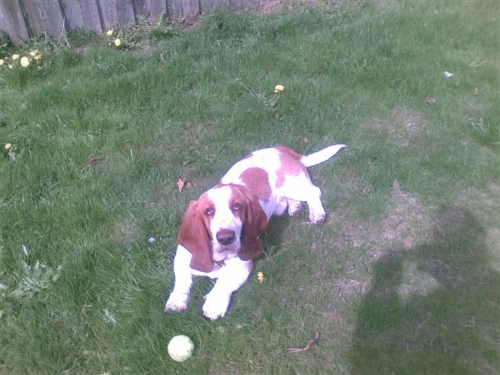 Basset hound osker billede 8