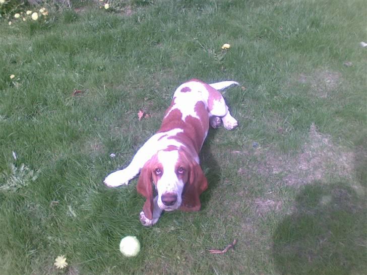 Basset hound osker billede 10