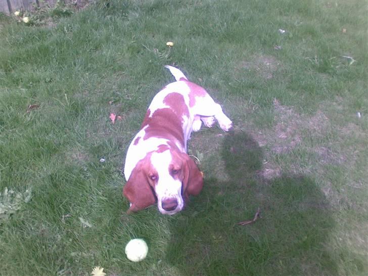 Basset hound osker billede 11