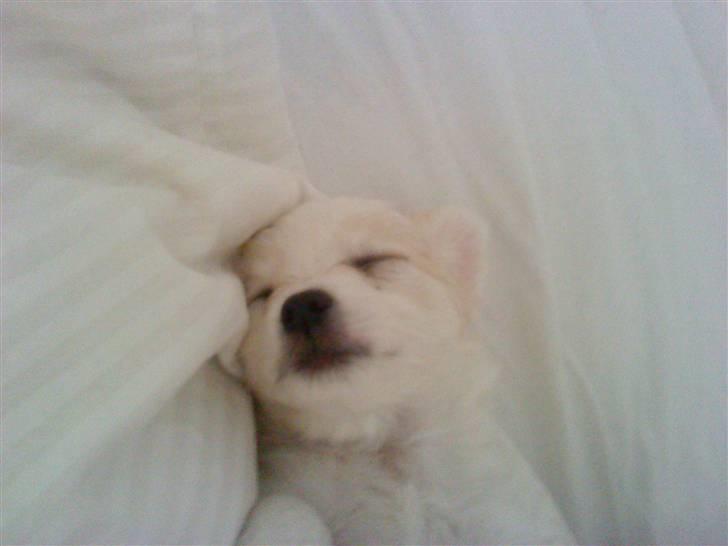 Chihuahua Kiki billede 11