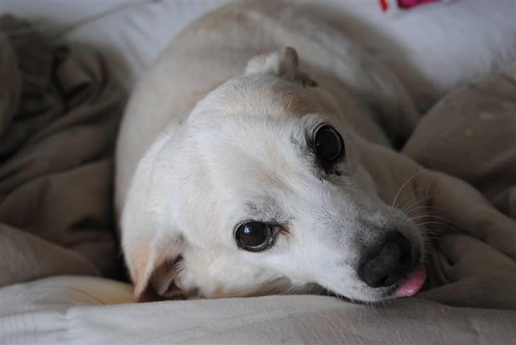 Blanding af racer Anton - 2* Smukke HUNDI slapper af .. :D billede 2