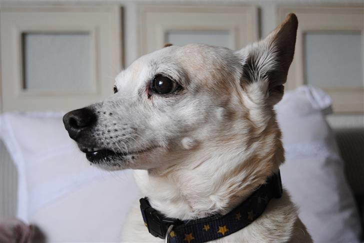 Blanding af racer Anton - 3* Anton din smukke prutter(´:<3 billede 3