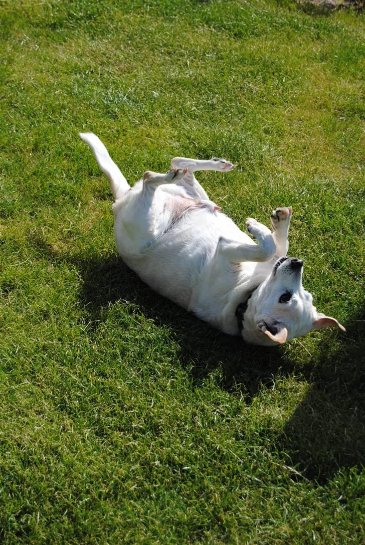 Blanding af racer Anton - 4* Rulle, Rulle (: billede 4