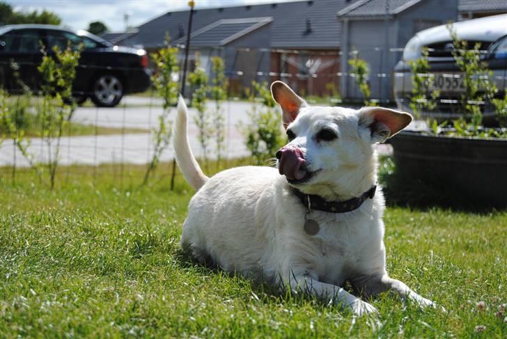 Blanding af racer Anton - 5* Lille hunden rækker tunge :D<3 billede 5