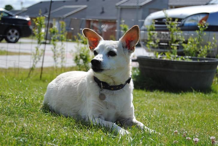 Blanding af racer Anton - 6* Ynlings Anton(;<3 billede 6